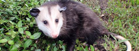 Virginia Opossum Facts And Information Seaworld Parks And Entertainment