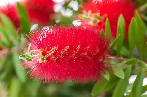 How To Grow And Care For Bottlebrush Bushes Gardeners Path