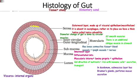 Digestion Part Histology Serosa Muscularis Submucosa Mucosa Plexes