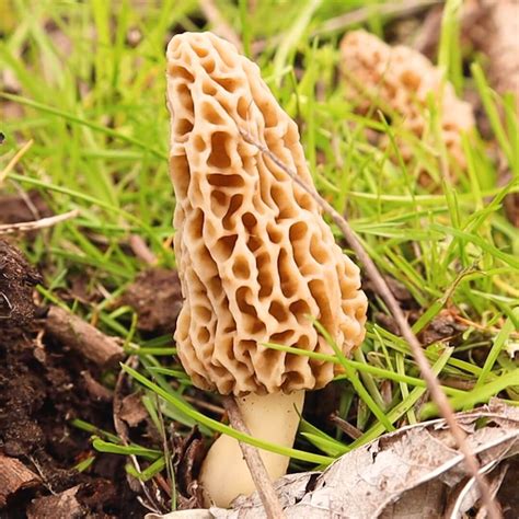 How & Where to Find Morel Mushrooms in Ohio | The Starving Chef