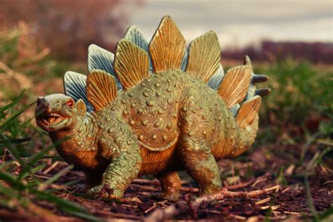 Sexing The Stegosaurus Science News Naked Scientists