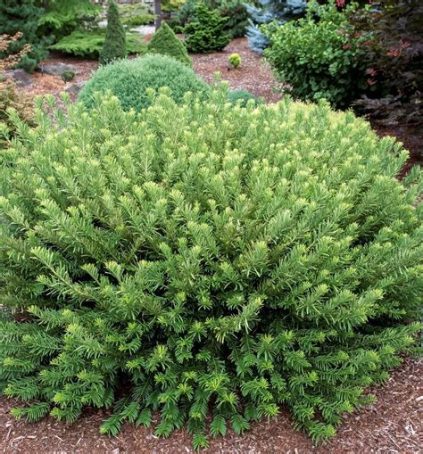 Best Low Growing Evergreen Shrubs For Zone 4 Suitable For Zones 4 To