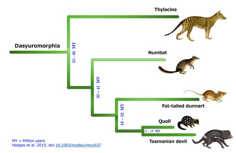 Numbat Genome Could Bring Thylacines Resurrection A Step Closer