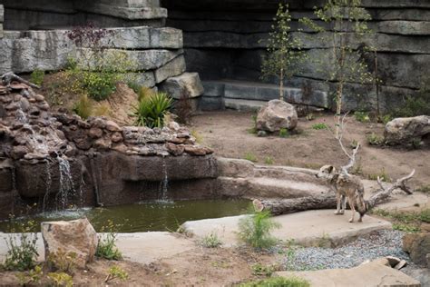 Endangered Mexican Wolves At The San Francisco Zoo Far Out City