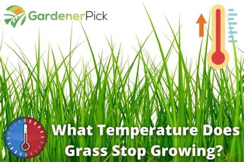 What Temperature Does Grass Stop Growing Dormancy Temperature Guide