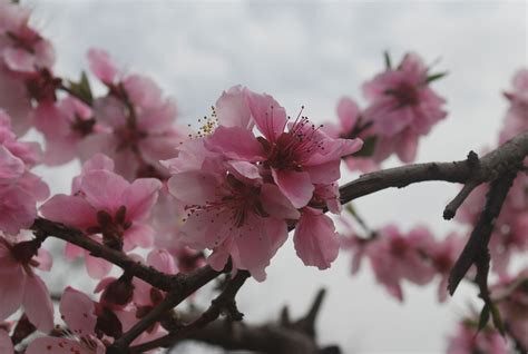 Peach Blossoms Free Stock Photo Public Domain Pictures