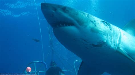 Deep Blue One Of The Biggest Great White Sharks Ever Filmed Was Way
