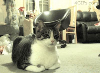 21.1m members in the gifs community. Funny cats - part 103 (40 pics + 10 gifs) | Amazing Creatures