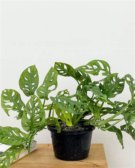 Monstera Adansonii Plantvine