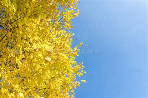 Yellowed Tops Of Autumn Forest Trees With Autumn Golden Leaves