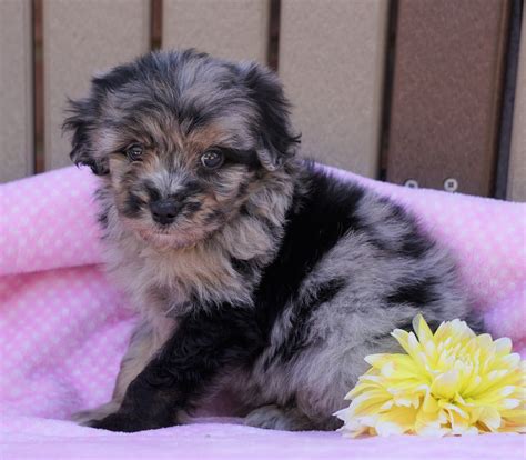 Mini Aussiedoodle For Sale Fredericksburg Oh Female Lily Ac Puppies Llc