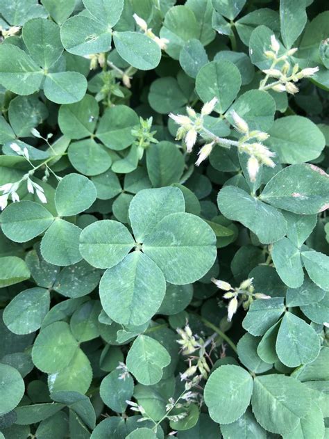 Pin By Ann Lee On Four Leaf Clover ️ Plant Leaves Clover Leaf Plants