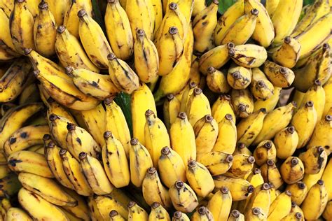 How The Worlds Favorite Banana Became Extinct