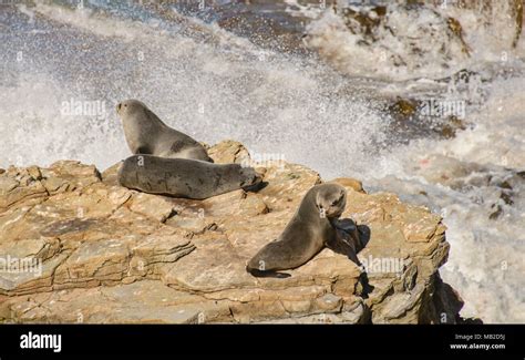 Fur seal on the beach, Katiki Point Reserve, Moeraki, New Zealand Stock