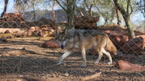 Mexican Gray Wolves Sent From Arizona To El Paso Zoo To Aid Species