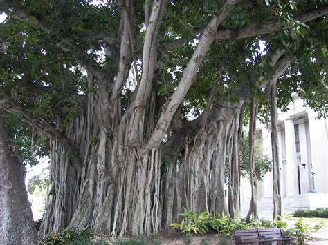 Filebanyan Tree Old Lee County Courthouse Wikipedia The Free