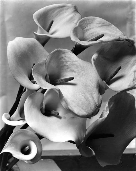 Lessons From The Masters Imogen Cunningham