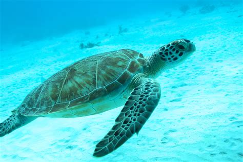 Sea Turtle At Salt Pier In Bonaire Submarino Animales