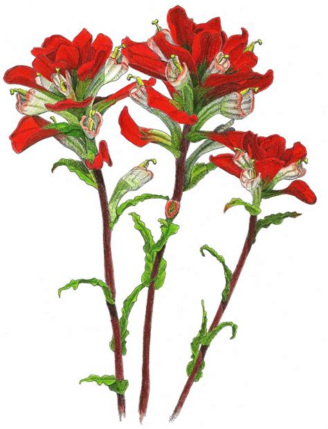 Indian Paintbrush Drawing Free Download Best Indian Paintbrush