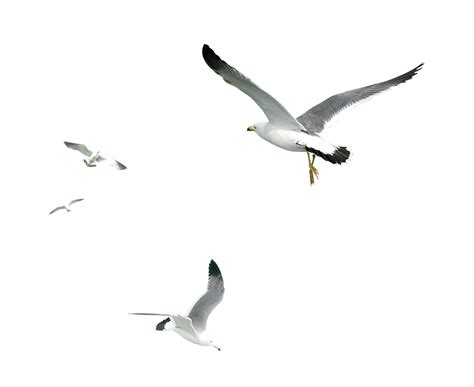Gulls Bird Seagull Png Download 16191324 Free Transparent Bird