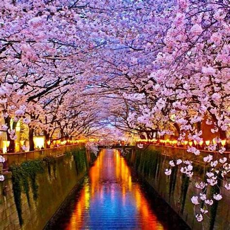 Flores de cerezo, en Tokyo | Fotografía - Lovities