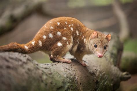 5 Surprising Facts About The Spotted Tailed Quoll Wwf Australia 5