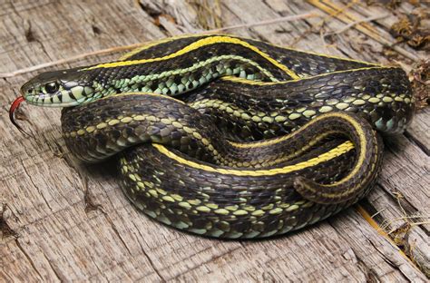 Plains Garter Snake Thamnophis Radix Dupage County Illi Flickr