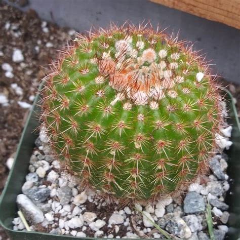 .97 notocactus vanvlietii 98 notocactus apricus 99 notocactus buiningii 100 notocactus scopa white 103 notocactus werdermannianus 104 notocactus crassigibbus 105 notocactus. Notocactus Vanvlietii Seeds, Cactus Seeds, Variety#059 ...