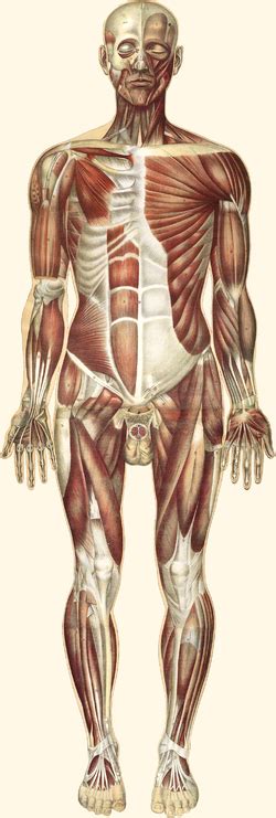 Anterior full body muscular system diagram. Muscular system - Wikipedia