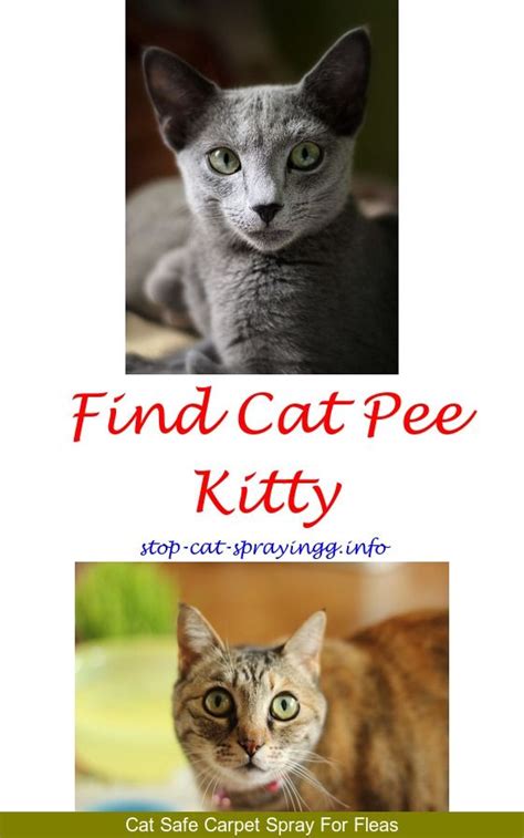 While it may make you upset if your cat sprays on your clothes or bed, cat behavior associates say that this can actually be a the cat spraying smell is caused by the uric acid in cat urine, which has a strong smell. Blue Kote Spray On Cats | Cat pee smell, Male cat spraying ...