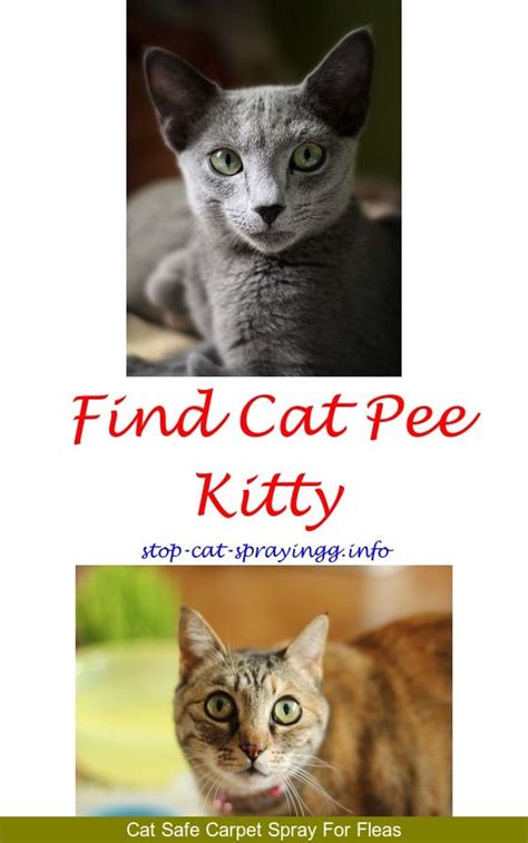 It's important to know that they don't do it out of spite. Blue Kote Spray On Cats | Cat pee smell, Male cat spraying ...