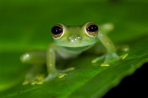 Emerald Glass Frog Sean Crane Photography