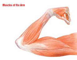 600x600 anatomy coloring pages great free printable human anatomy coloring. Healthy Muscles Matter: Ways to Care for the Muscular System
