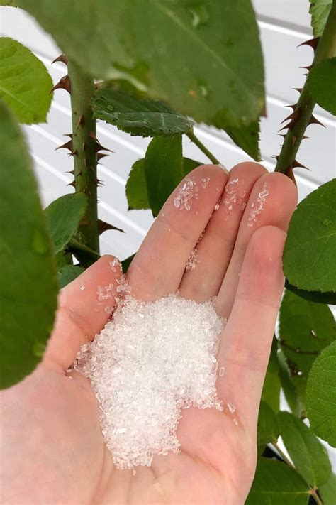 Epsom Salt For Plants 🌱 Good Or Bad For The Garden
