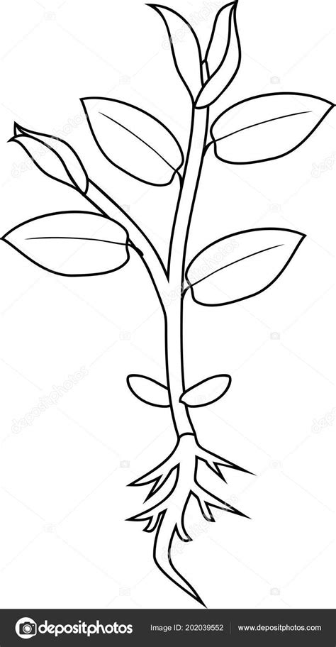 Página Para Colorear Jóvenes Planta Con Raíz Hojas — Vector de stock