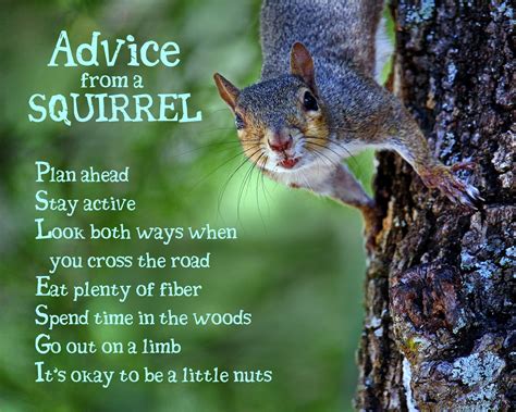 Advice From A Squirrel Squirrel Pictures Squirrel Funny Squirrel Quote
