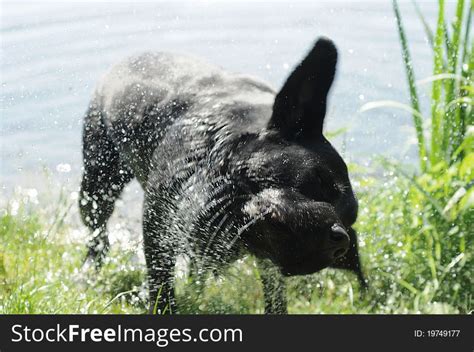 Try these tips to expand your search Dog Shaking Off Water - Free Stock Images & Photos ...