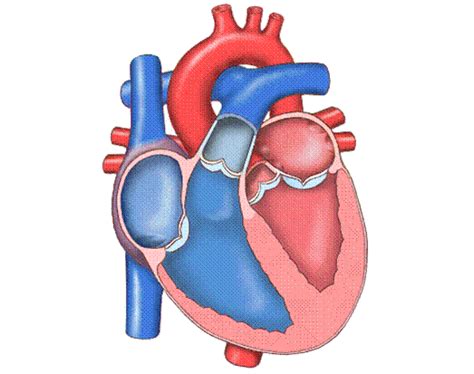 Anatomía Del Corazon Fisiología Del Corazón