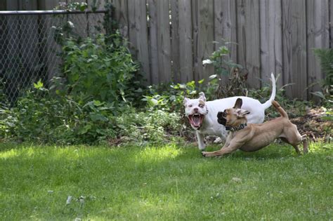 My Favorite Picture Of Our Two Dogs Playing Outside Im Glad My Slr