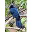 Asian Koel  Bird Pictures Animals Picture