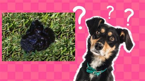 Causes Of Black Diarrhea In Dog ဘာလို့ဝမ်းအမည်း ရောင် တွေသွားတာလဲ