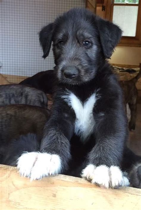250 Best Dogs Irish Wolfhound Images On Pinterest