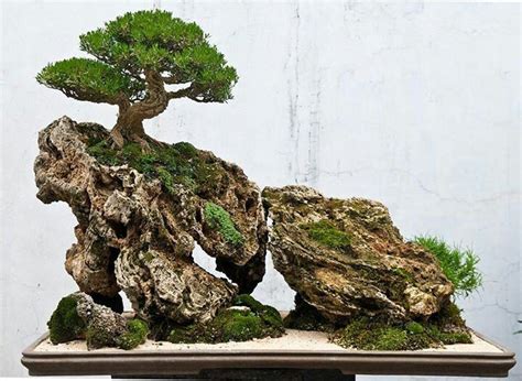 102 Best Images About Rock Planting Or Landscape Bonsai On Pinterest