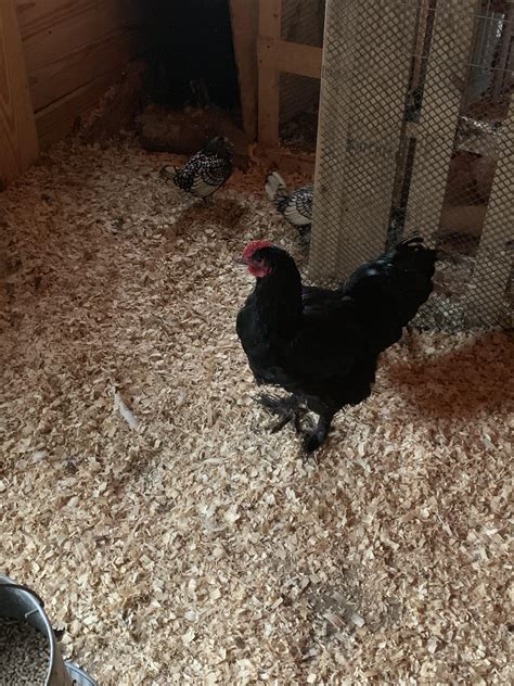 So Uhh Any Of Yall Know What Breed The Rather Large Hen Here Is She
