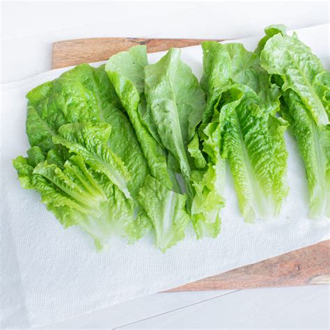 How To Harvest Wash And Store Lettuce Yardibles