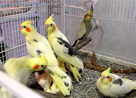 Baby shampoo can clean birds' feathers. Baby Cockatiels at Fauna!