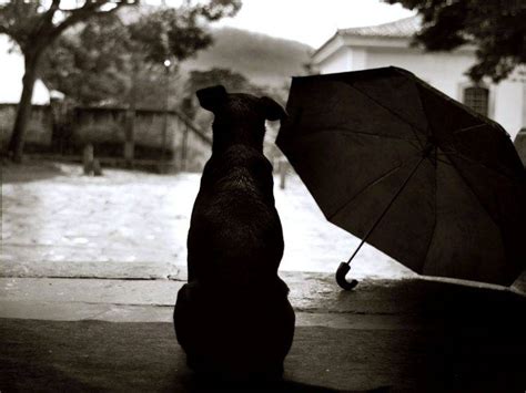 Download black sad white images and photos. Black Dog Sad Rain Picture Wallpapers HD / Desktop and ...