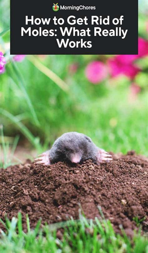 How To Get Rid Of Moles Digging In Your Yard Howtoremvo