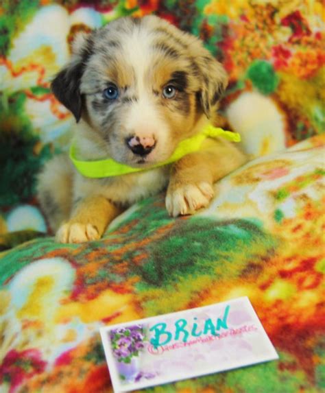 Shamrock Rose Aussies Update New Pictures Added Of Available