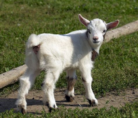 Goat Kid Stock Photo Image Of Nature Animal Mammal 18927036